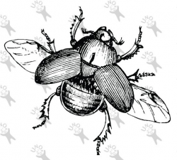 Flying Beetle Scarab vintage image instant Download Digital ...