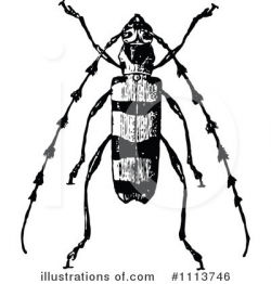 Beetle Clipart #1113746 - Illustration by Prawny Vintage