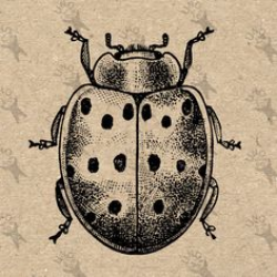 Beetle Ladybug Image Instant Download Digital printable vintage ...