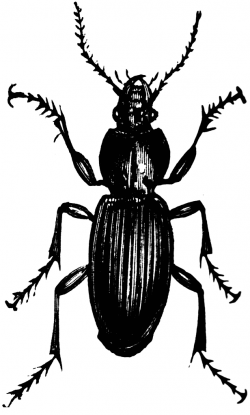 Dorsal View of Ground Beetle | ClipArt ETC