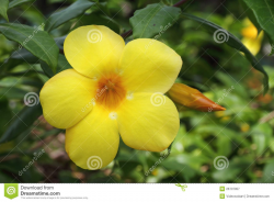 Scientific Name Of Yellow Bell Flower Images - Flower Decoration Ideas