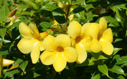 ColorChallenge: Yellow Bell Flower — Steemkr