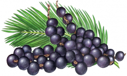 Fruit illustration of three strands of acai berries with a palm ...