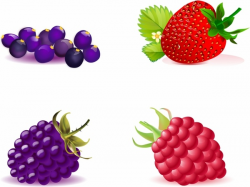Vector acai berry free vector download (295 Free vector) for ...
