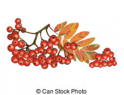 Autumn berry clipart - Clipground