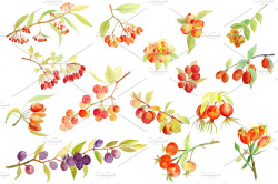 Watercolor Autumn Berry Fall Berry ~ Illustrations ~ Creative Market