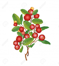 28+ Collection of Holly Berry Bush Clipart | High quality, free ...