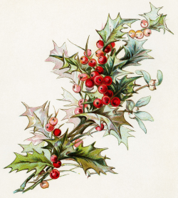 holly berries clip art, christmas greenery, holiday botanical image ...