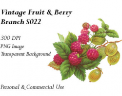 Clip Art: Fruits and Berries Branches Vintage Png no 040