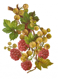 Free vintage berries clipart from Mammasaurus | Berries in ...