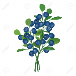 Blueberry Bush Drawing at GetDrawings.com | Free for personal use ...