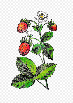 Strawberry Flower Fruit Plant Clip art - Flower Berries Cliparts png ...