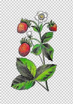 Strawberry Flower Fruit Plant PNG, Clipart, Berries, Berry ...