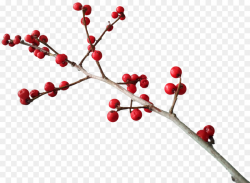 Common holly Christmas Berry Clip art - berries png download - 1280 ...