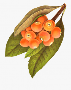 Berries Clipart Berry Tree - Berry #655809 - Free Cliparts ...