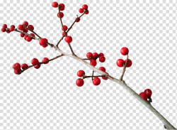 Red cherry plant, Common holly Christmas Berry , berries ...