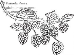 Black and White Clip Art Illustration of Blackberries