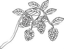 Raspberry clip art black and white | Berry Clip Art Images Berry ...