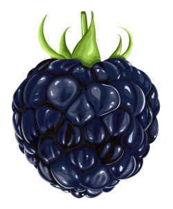 Blackberry Fruit PNG Clipart | Gallery Yopriceville - High-Quality ...