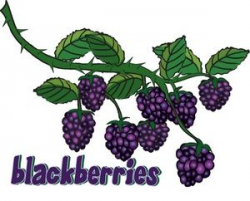 Blackberry Clipart Image Gresh Juicy Blackberries Growing On The ...