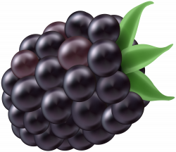 Blackberry PNG Clip Art Image | Gallery Yopriceville - High-Quality ...