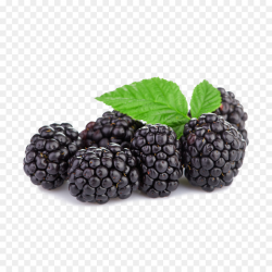 Tayberry Boysenberry Raspberry Blackberry - berries png download ...