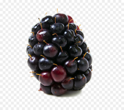 Boysenberry Food Blackberry Kotataberry - berries png download - 800 ...
