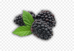 BlackBerry Fruit - Blackberry Fruit Transparent png download - 683 ...