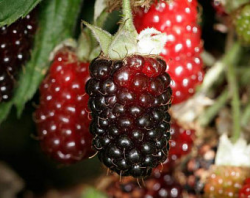 Boysenberry berry | Etsy