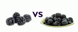 The Difference Between Black Raspberries and BlackberriesBlack ...