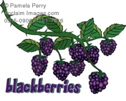 Clip Art Illustration of Blackberries Growing on a Vine