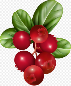 Raspberry Fruit Clip art - cranberry png download - 1598*1908 - Free ...