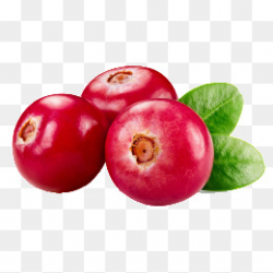 Cranberries Png, Vectors, PSD, and Clipart for Free Download | Pngtree