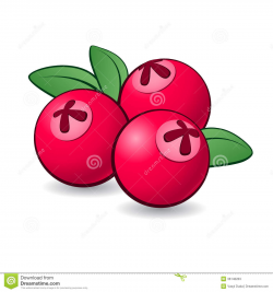 Cranberry Relish clipart cartoon - Pencil and in color cranberry ...