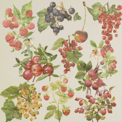 Berries Clipart Fruits Clip Art Blueberry Raspberry Blackberry ...