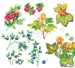 Set of forest berries with leaves: cloud berry, bilberry and cow ...