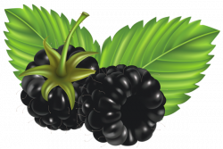 Blackberries PNG Vector Clipart Image | DRAMATIKUS JÁTÉK ...