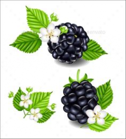 Blackberries PNG Vector Clipart Image | DRAMATIKUS JÁTÉK ...