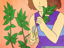 How to Grow Goji Berry Plants: 7 Steps (with Pictures) - wikiHow