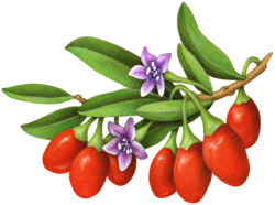 Red goji berries on a branch with leaves and two purple goji flowers ...