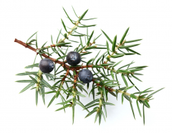juniper berries - Google Search | label illustration | Pinterest ...