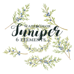 Juniper Clipart, Watercolor Juniper Branch Clipart, Juniper Wreath ...