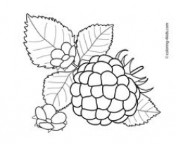 Gooseberry fruits and berries coloring pages for kids, printable ...