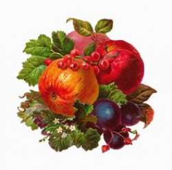 Antique Images: Free Digital Fruit Clip Art: Pear, Grape, Lemon ...