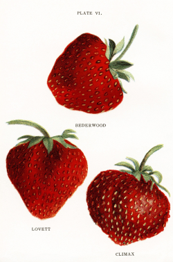 vintage strawberries clip art, jacob biggle berry book image, red ...
