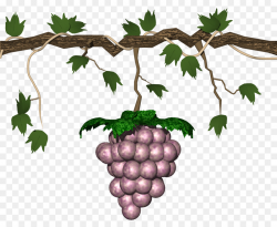 Grape-Nuts Animation Clip art - grape png download - 1664*1347 ...