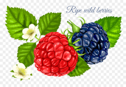 Frutti di bosco Red raspberry Clip art - Raspberry png download ...