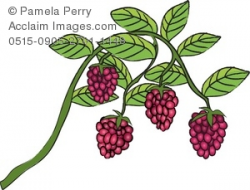 Clip Art Illustration of Raspberries Growing on a Vine