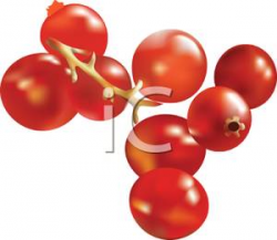 A Bunch of Little Ground Red Berries - Clipart