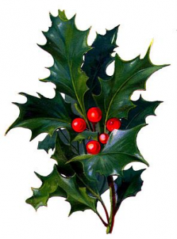 Victorian Christmas Clip Art - Holly with Bright Red Berries | Clip ...